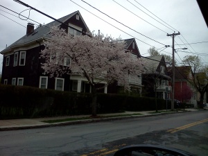 ボストンの桜